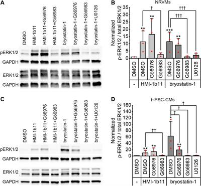 Pharmacological Protein Kinase C Modulators Reveal a Pro-hypertrophic Role for Novel Protein Kinase C Isoforms in Human Induced Pluripotent Stem Cell-Derived Cardiomyocytes